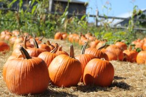 Things to do in the fall: pumpkin patch