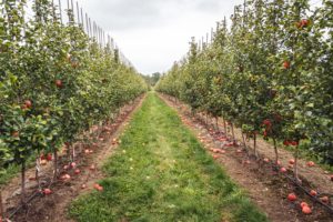 Things to do in the fall: apple orchard